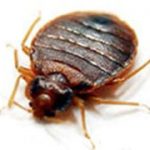 Bed bug Control Manchester