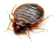 Bed bug Control Manchester