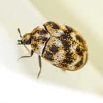 Carpet-Beetle Control Manchester