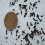 mouse droppings