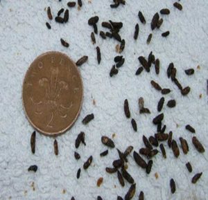 mouse droppings