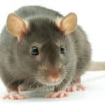 Rat pest control Manchester