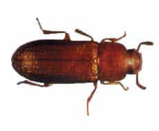 Insect pest control
