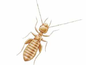 booklice Booklice control Manchester