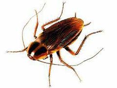 cockroach control Manchester