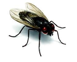 Fly Control Fly Control