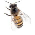Honey Bee