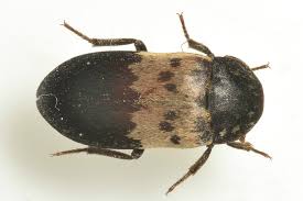 larder beetle Larder Beetle Control Manchester