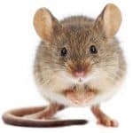 mouse pest control manchester