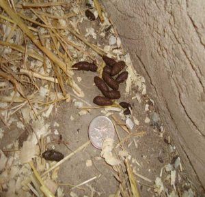 Rat droppings