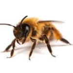 solitary bee