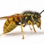 Wasp Nest Removal Manchester
