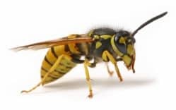 Wasp Nest Removal Manchester