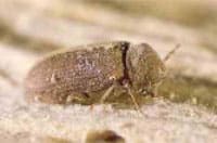 woodworm