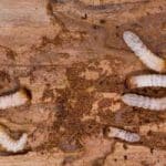 woodworm control