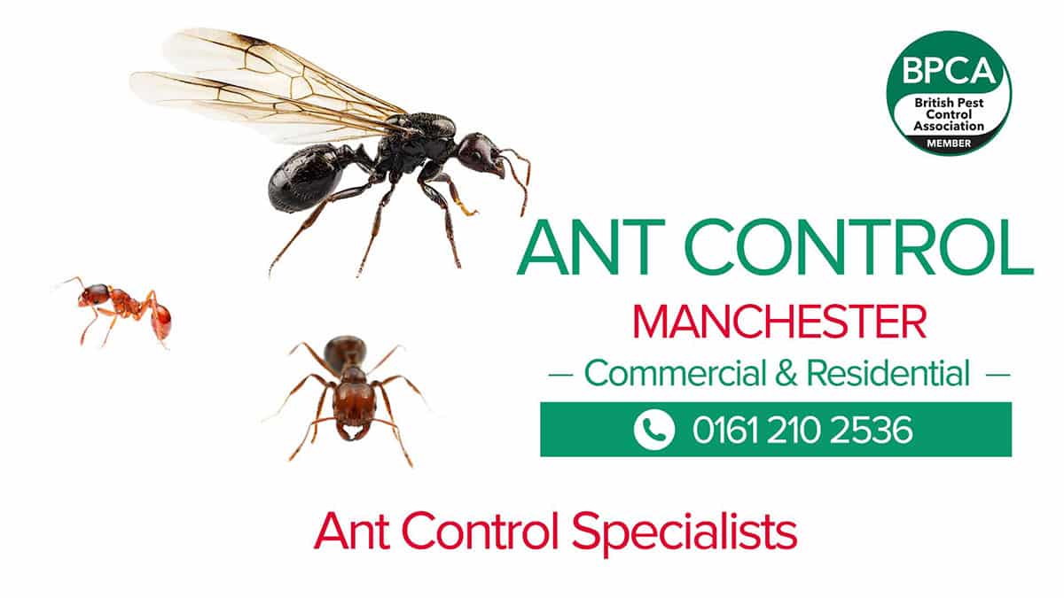 Ant pest control Manchester Ant pest control Manchester
