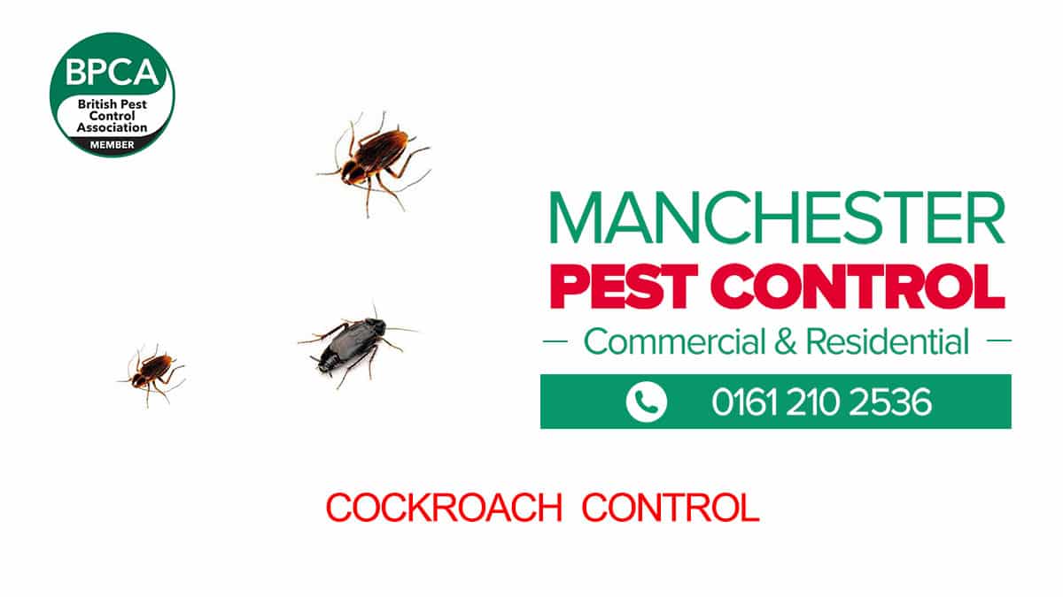 Cockroach Pest Control Manchester Cockroach Pest Control Manchester