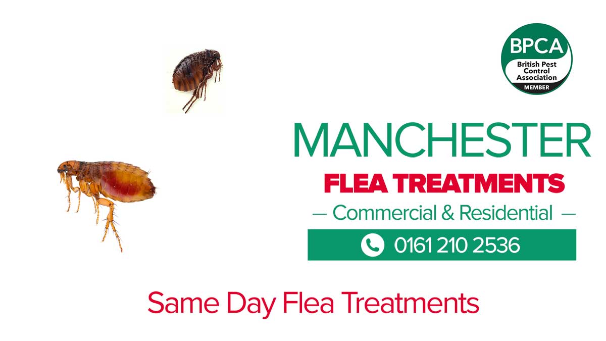 Flea Control Manchester Flea Control Manchester