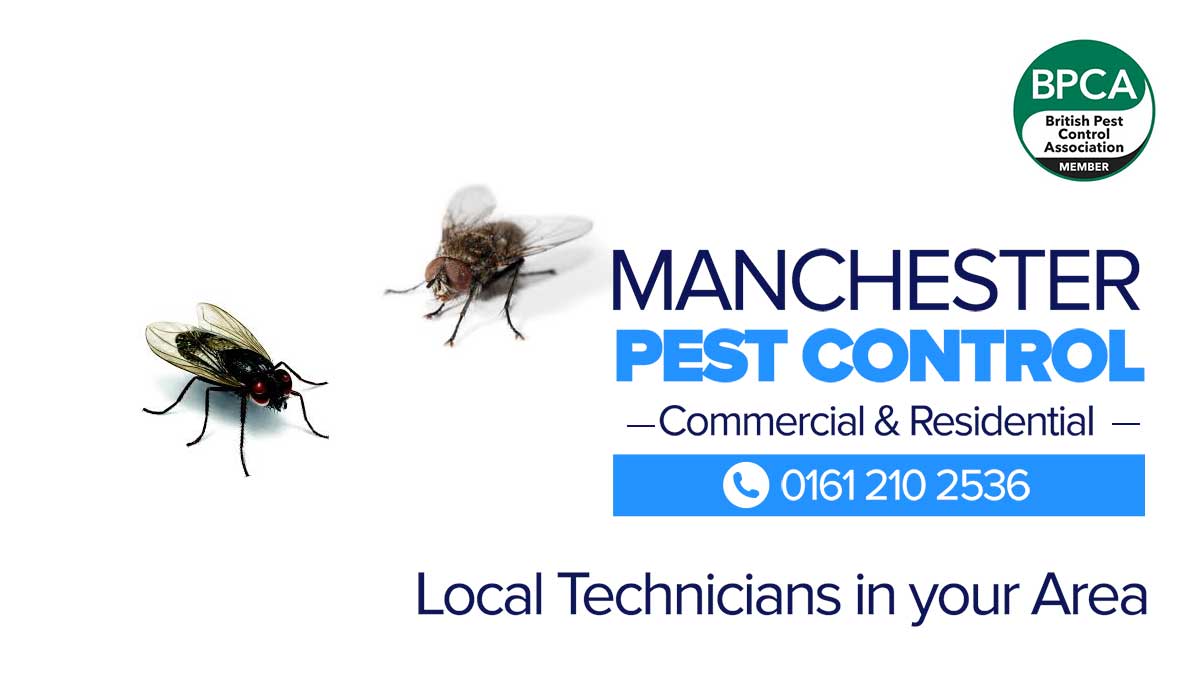 fly pest control Manchester