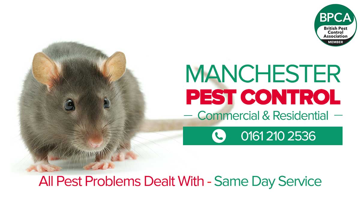 Pest Control Manchester Pest Control Manchester