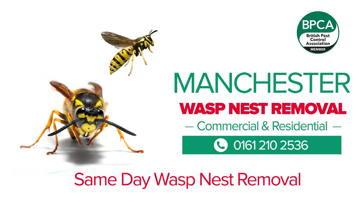 Wasp Nest Removal Manchester Wasp Nest Removal Manchester