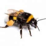 Bee-Pest-Control-Manchester