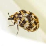 Carpet-Beetle-Pest-Control-Manchester