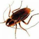 Cockroach-Pest-Control-Manchester