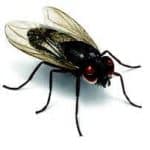 Fly-Pest-Control-Manchester