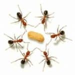 Pest-Control-Manchester-Ants