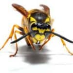 Wasp Nest Removal Manchester