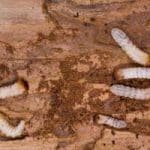 Woodworm-Pest-Control-Manchester