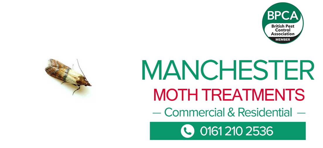 MOTH-PEST-CONTROL-MANCHESTER moth pest control Manchester