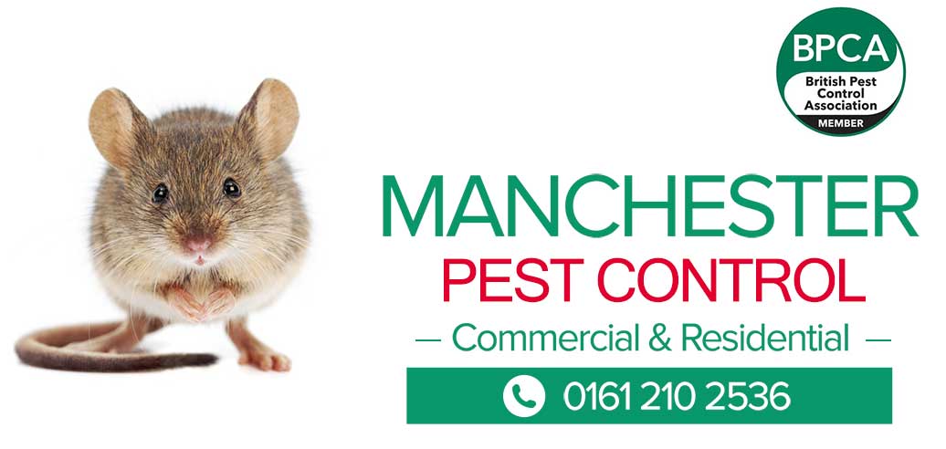 Mouse-Control-Manchester Mouse Pest Control Manchester