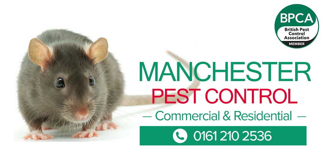 Pest Control Manchester