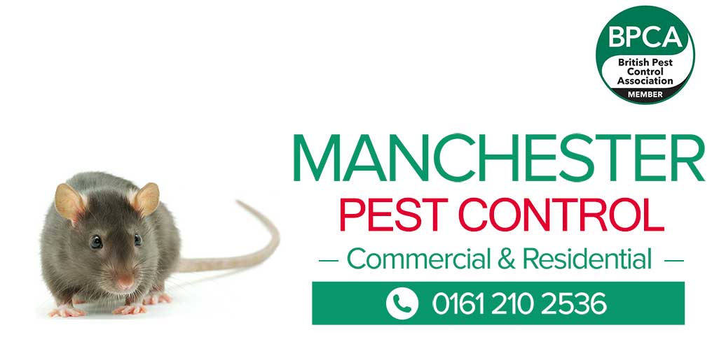 Rat Pest Control Manchester