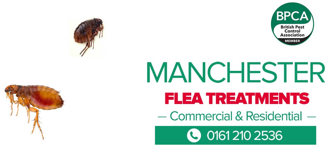 flea treatments Manchester