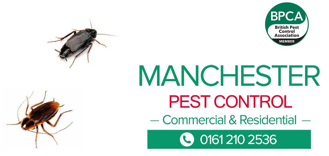 manchester-cockroach-pest-control cockroach control manchester