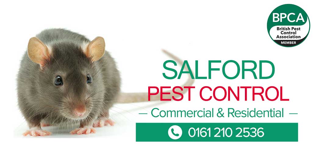 salford-pest-control Salford Pest Control