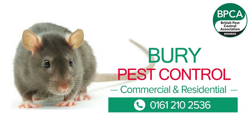 Pest-Control-Bury Pest-Control-Bury